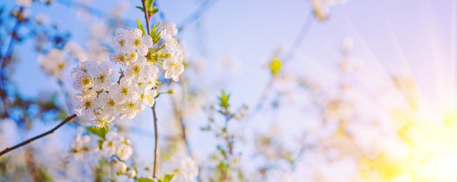 繁花嫩叶是什么意思 繁花嫩叶的意思