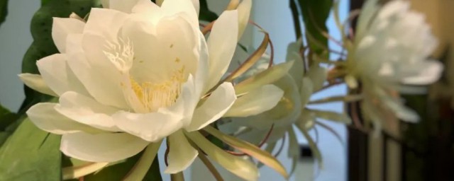 家里养昙花吉利吗 家里养昙花好吗