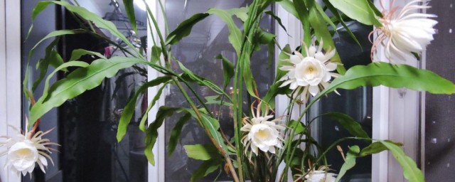 昙花怎么修剪养才开花 昙花如何修剪才能开花