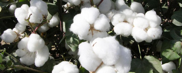 植物棉和纯棉哪个好 关于植物棉和纯棉介绍