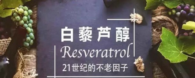 白黎芦醇哪些人不能吃 什么人不能吃白黎芦醇