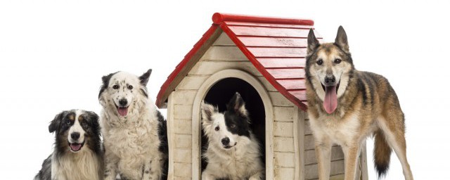 不能养边境牧羊犬理由 为什么不能养边境牧羊犬