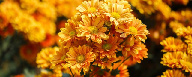 胎菊和菊花的功效区别是什么 胎菊和菊花的功效区别都有哪些
