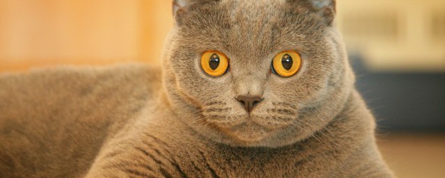猫能不能吃巧克力 巧克力猫能吃吗