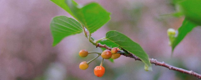 樱花树结的果子叫什么 樱花果树介绍