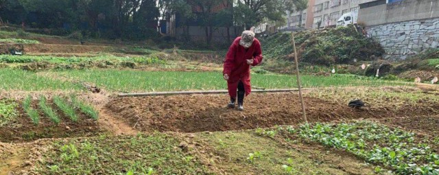 秋天种什么蔬菜 在秋天可以种哪些菜