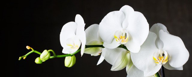 室内适合养什么花什么花最香 室内适合养的香花有哪些