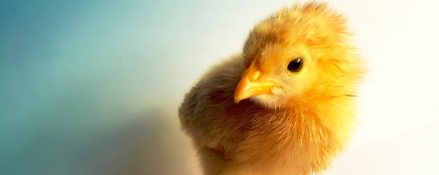 养鸡技术知识大全 养鸡如何养