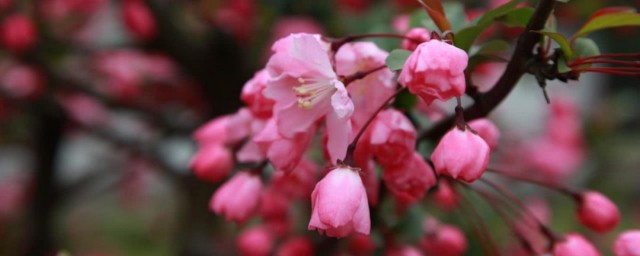 花无百日红人无千日好下一句是什么 花无百日红人无千日好出处介绍