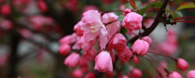 花无百日红人无千日好下一句是什么 花无百日红人无千日好出处简介