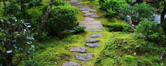 院子里的青苔怎么去除 去除院子里的青苔的方法介绍