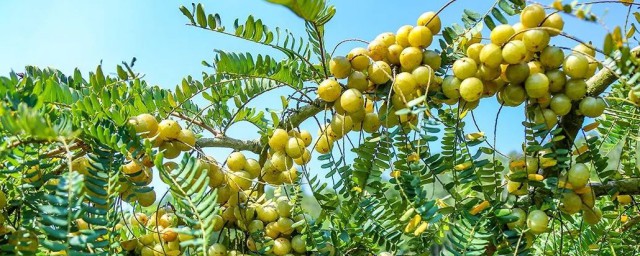 油柑禁忌 油柑介绍