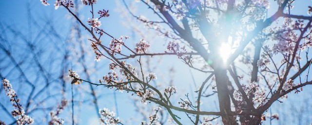 梅花香自苦寒来的意思是什么 梅花香自苦寒来表达的含义