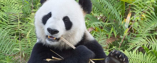 大熊猫的有什么特征 大熊猫的特征介绍