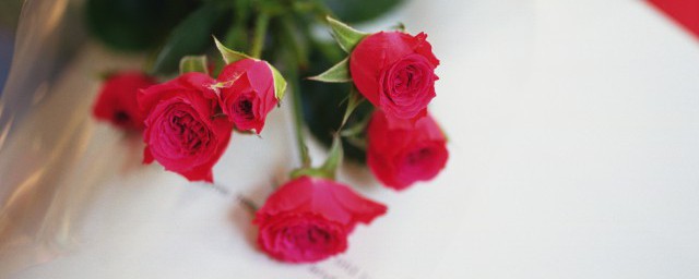 西方花语真美是什么花 西方什么花的花语是真美