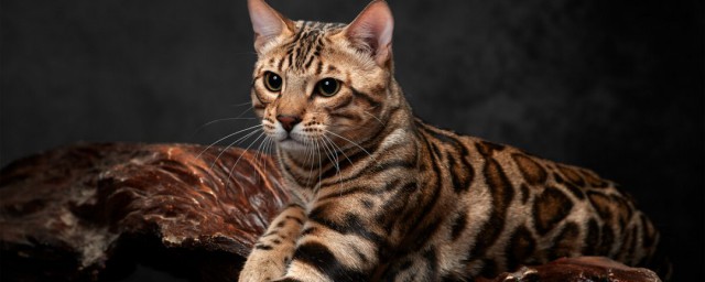 孟加拉豹猫简介 孟加拉豹猫介绍