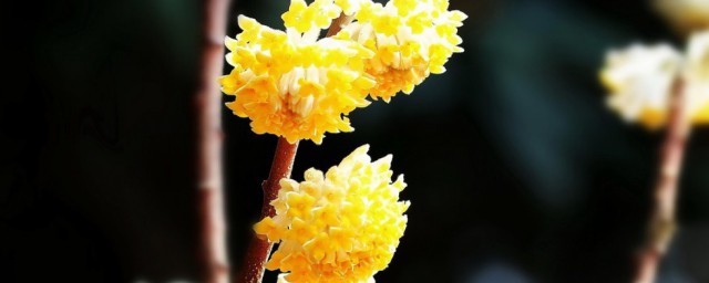 结香花怎么养 结香花如何养