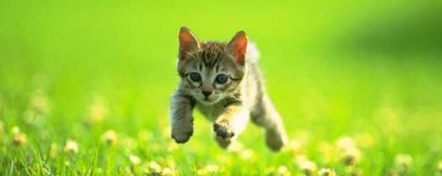 猫作者采用了什么的写法 猫作者采用了哪些写法