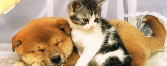 猫三狗四含义是什么 关于猫三狗四的意思介绍