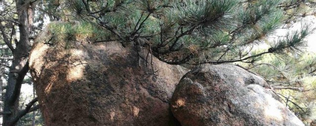 凤凰石为什么叫凤凰石 凤凰石简单介绍