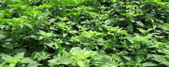 玉谷叶是什么植物 玉谷叶的作用