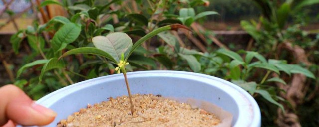 桂花怎么养殖 桂花养殖方法