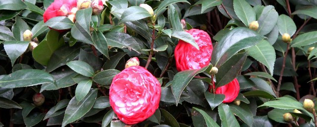 茶花应该如何养 茶花养法