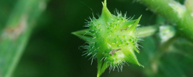 刺蒺藜的功效与作用忌讳 关于刺蒺藜的功效和忌讳