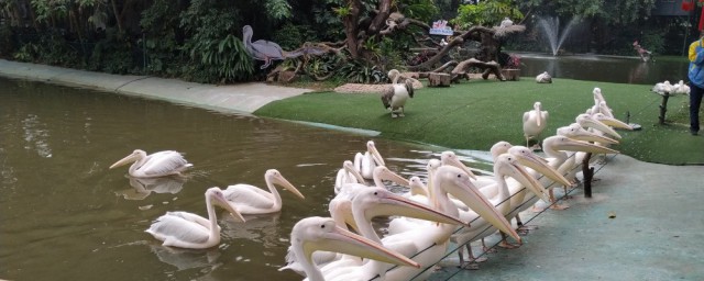 长隆飞鸟乐园旅游攻略 关于长隆飞鸟乐园旅游攻略