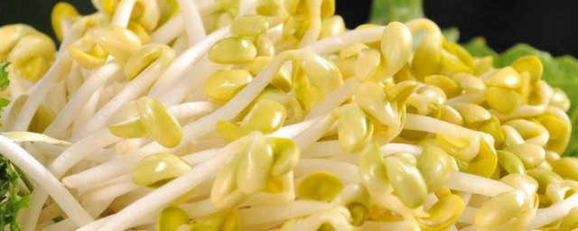 怎么用塑料瓶生豆芽 如何用塑料瓶生豆芽