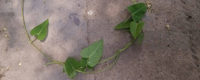 刺猴子如何去除根 刺猴子去除办法