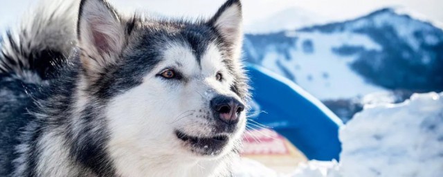 雪橇犬好养么 雪橇犬简单介绍