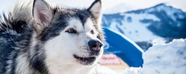 雪橇犬好养么 雪橇犬简单简介