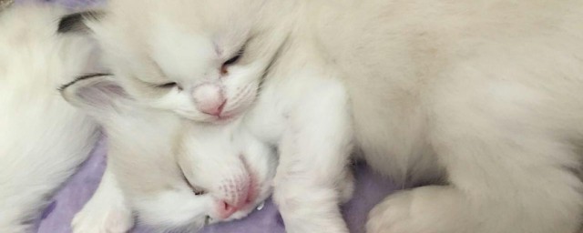 猫一年生几胎 猫一年生多少次