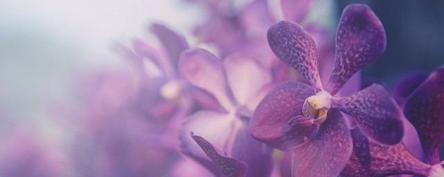 蝴蝶兰开花时间是几点 蝴蝶兰开花时间介绍