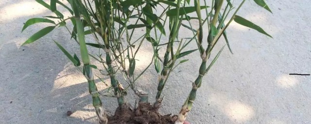 佛肚竹风水禁忌 佛肚竹风水禁忌有什么