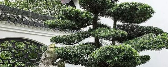 罗汉松风水禁忌 罗汉松种在家里禁忌介绍