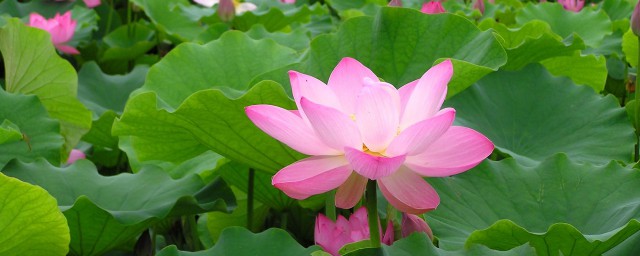 映日荷花别样红解释 映日荷花别样红原文及译文介绍