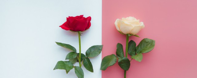 红玫瑰的花语是什么 红玫瑰是什么花语