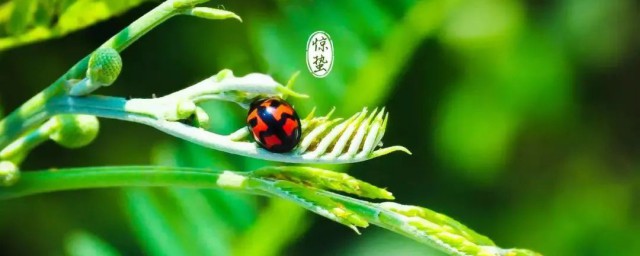 惊蛰有哪些精神象征 惊蛰精神象征解释