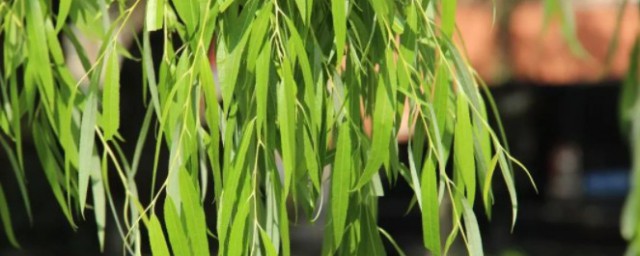 长安陌上无穷树唯有垂杨管别离的意思 杨柳枝词九首理解
