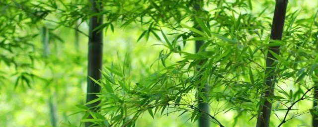 竹子的品质有哪些 竹子的品质介绍