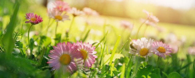 陌上花开 陌上花开的来历