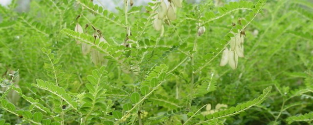 西洋参花的功效与作用及禁忌 西洋参花功效和禁忌