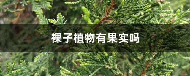 常见的裸子植物 常见的裸子植物简介