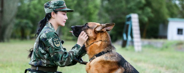 神犬骑兵里的狗狗都叫什么 神犬骑兵里的狗狗名字