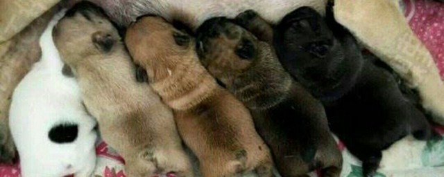 狗狗生仔要多久 狗狗生仔需要多久
