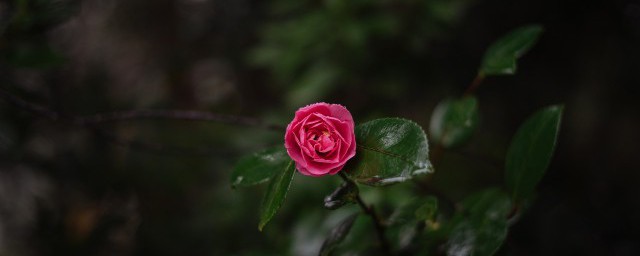 茶花忌讳家养 在家养茶花的忌讳是什么