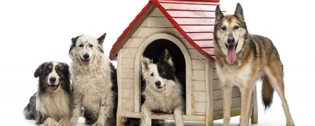 养柴犬的禁忌 养柴犬的禁忌有哪些