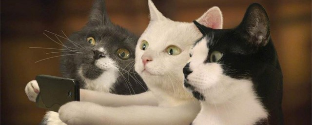 养猫的禁忌 关于养猫的禁忌介绍